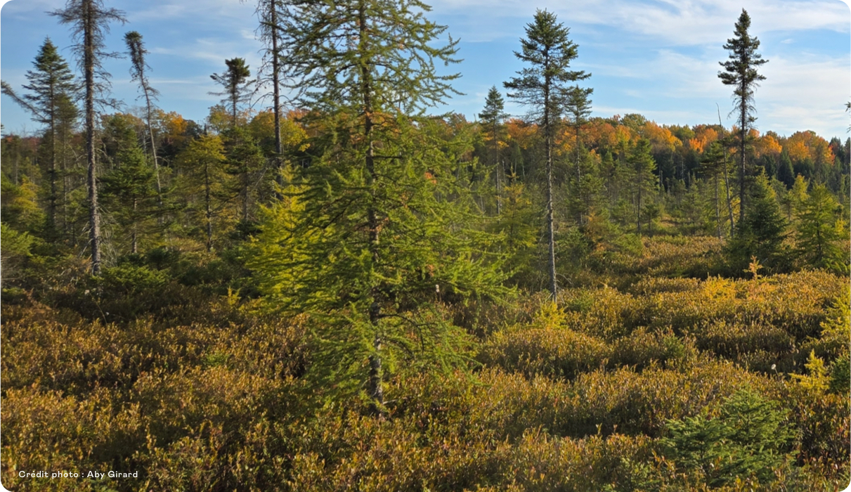 group 15 - Parc écoforestier de Johnville