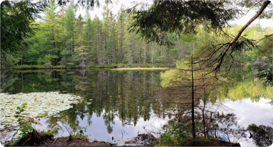 istock 1395622833 copy - Parc écoforestier de Johnville